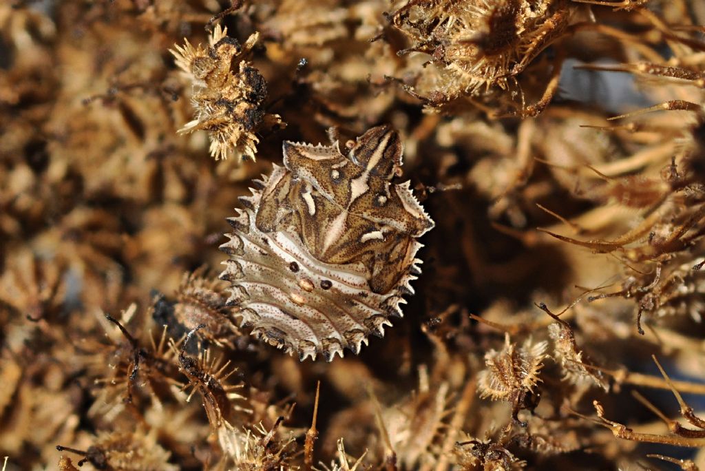 Pentatomidae: Ancyrosoma leucogrammes - ninfa e adulto